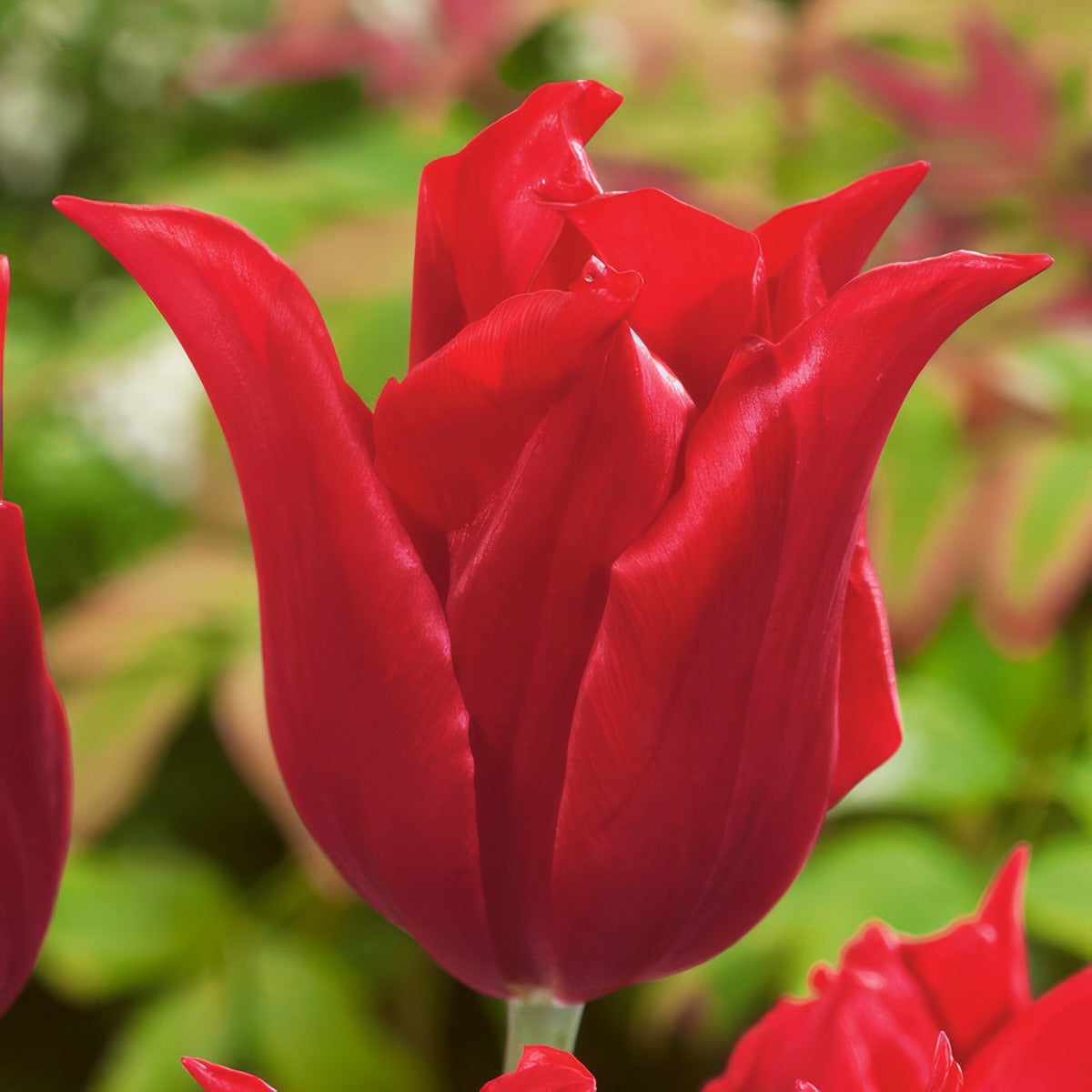 Tulip Pretty Woman 3 Pktulpwo 2026 - Garden Express Australia