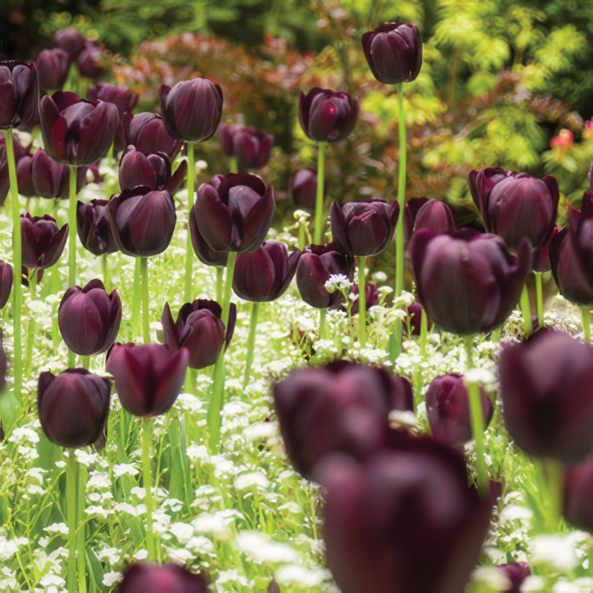 Tulip Queen Of The Night Pktulqon 2020 - Garden Express Australia