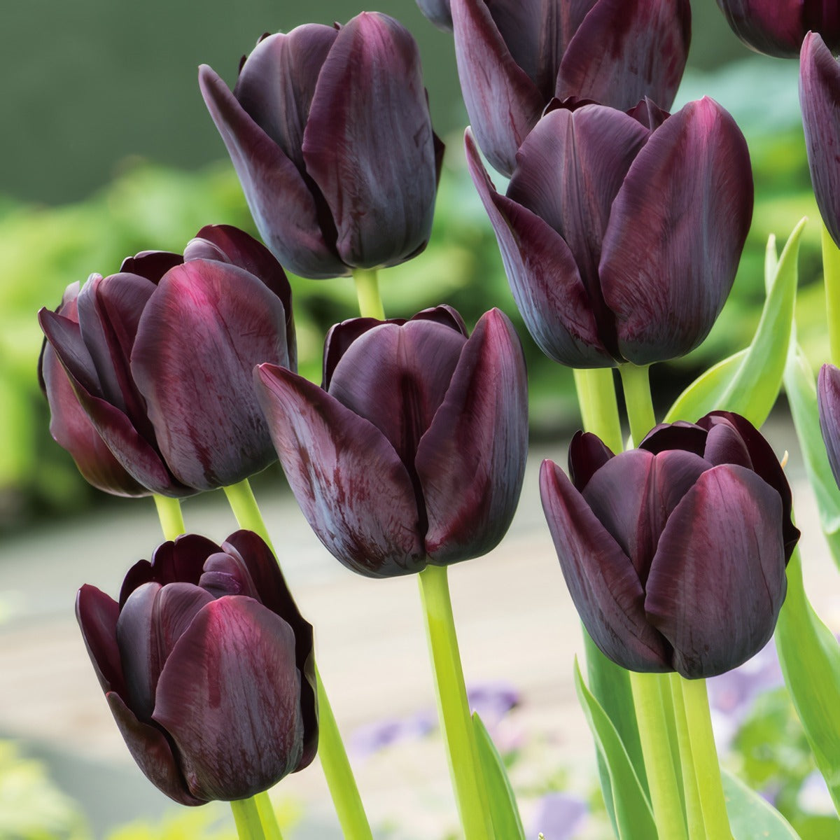 Tulip Queen Of The Night Pktulqon 2026 - Garden Express Australia