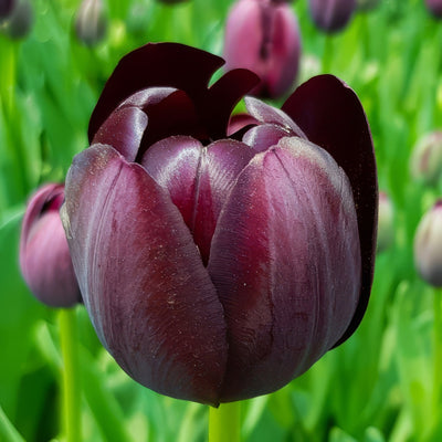 Tulip Queen Of The Night 3 Pktulqon 2026 - Garden Express Australia