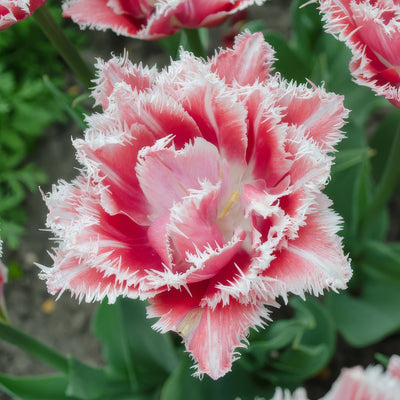 Tulip Queensland 2 Pktulque 2026 - Garden Express Australia