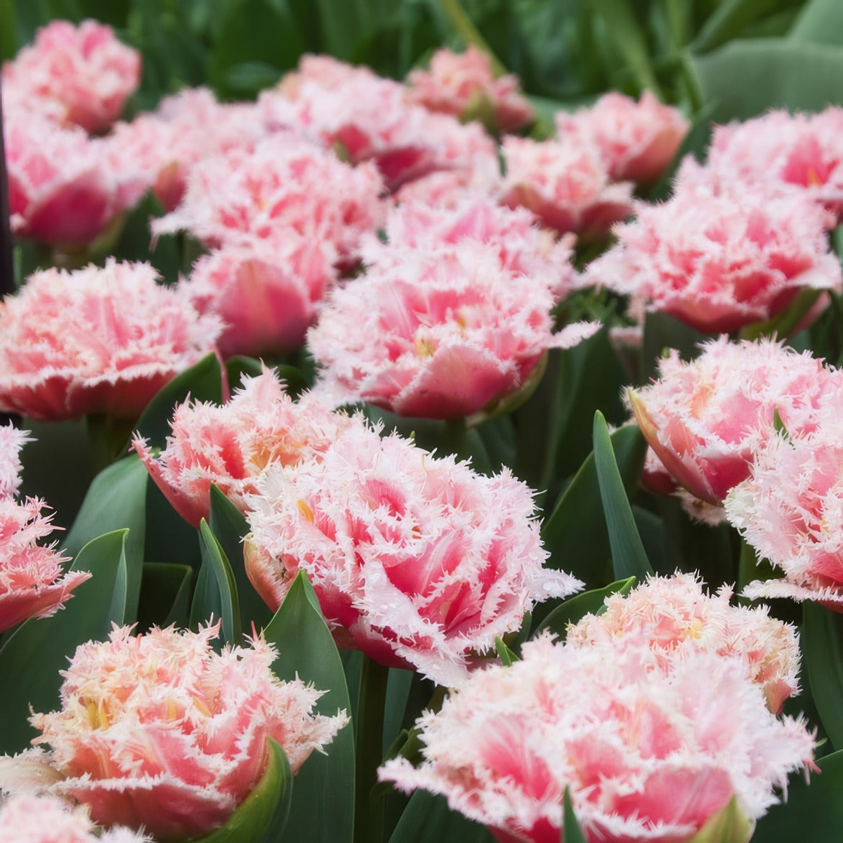 Tulip Queensland Pktulque 2026 - Garden Express Australia