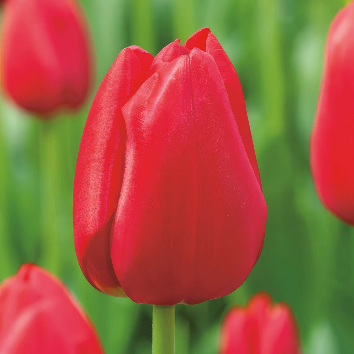 Tulip Red Mark Pktulrma - Garden Express Australia