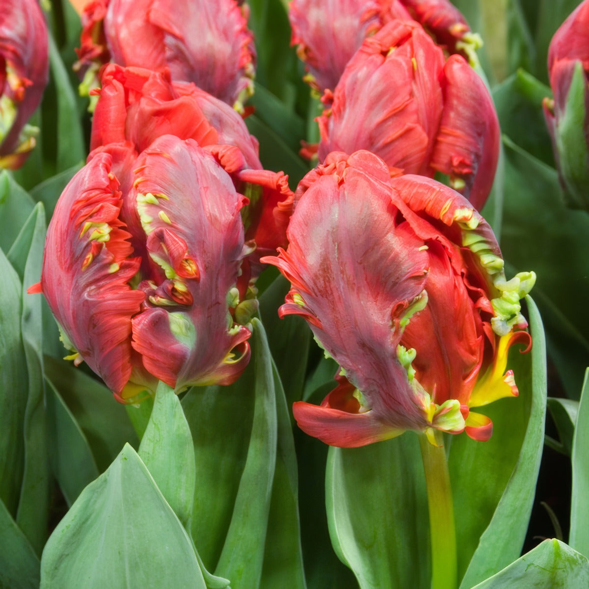 Tulip Rococo 2 Pktulroc 2026 - Garden Express Australia