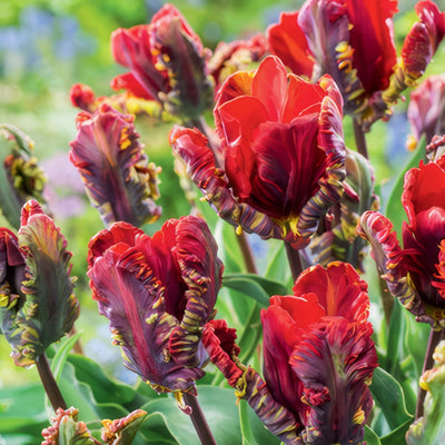 Tulip Rococo Pktulroc 2019 - Garden Express Australia