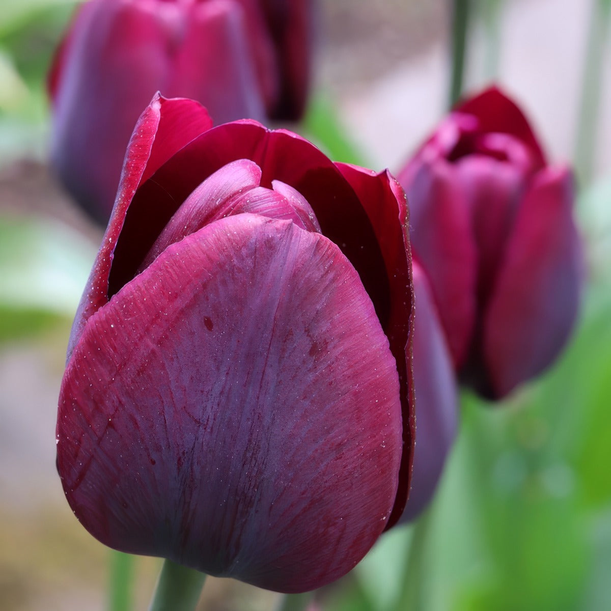 Tulip Ronaldo 2 Pktulron 2026 - Garden Express Australia
