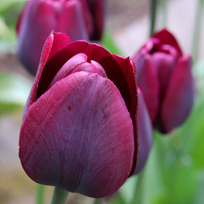 Tulip Ronaldo 2 Pktulron 2026 - Garden Express Australia