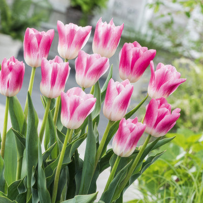 Tulip Royal Ten Pktulrte 2026 - Garden Express Australia