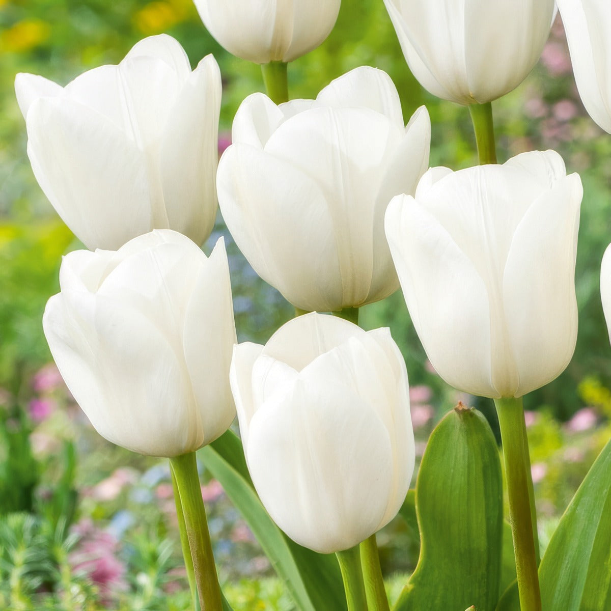 Tulip Royal Virgin 2 Pktulrvi 2026 - Garden Express Australia