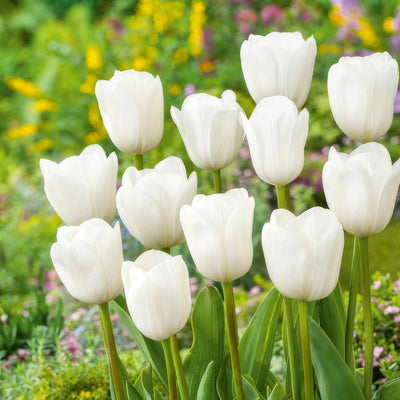 Tulip Royal Virgin 3 Pktulrvi 2026 - Garden Express Australia