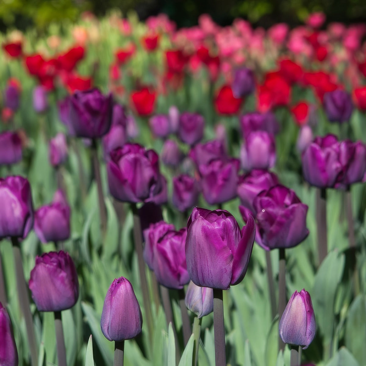 Tulip Saigon 2 Pktulsai 2026 - Garden Express Australia