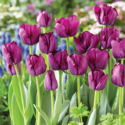 Tulip Saigon Pktulsai 2020 - Garden Express Australia