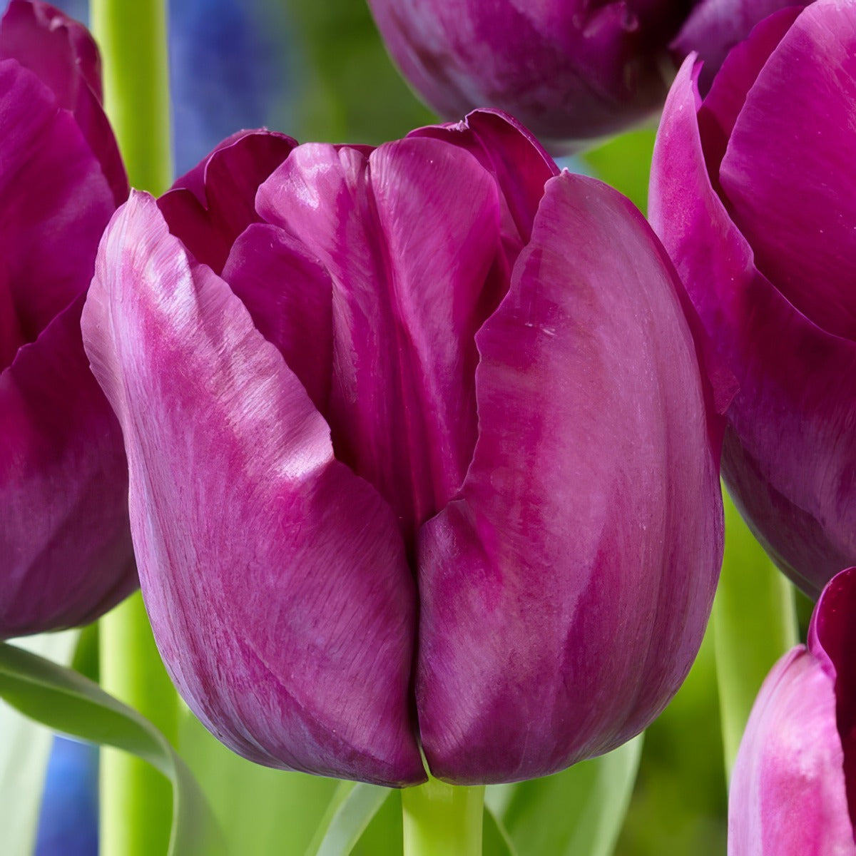 Tulip Saigon Pktulsai 2026 - Garden Express Australia