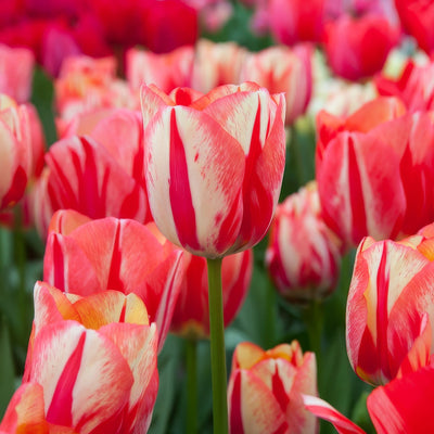 Tulip Spryng Break 3 Pktulsbr 2026 - Garden Express Australia