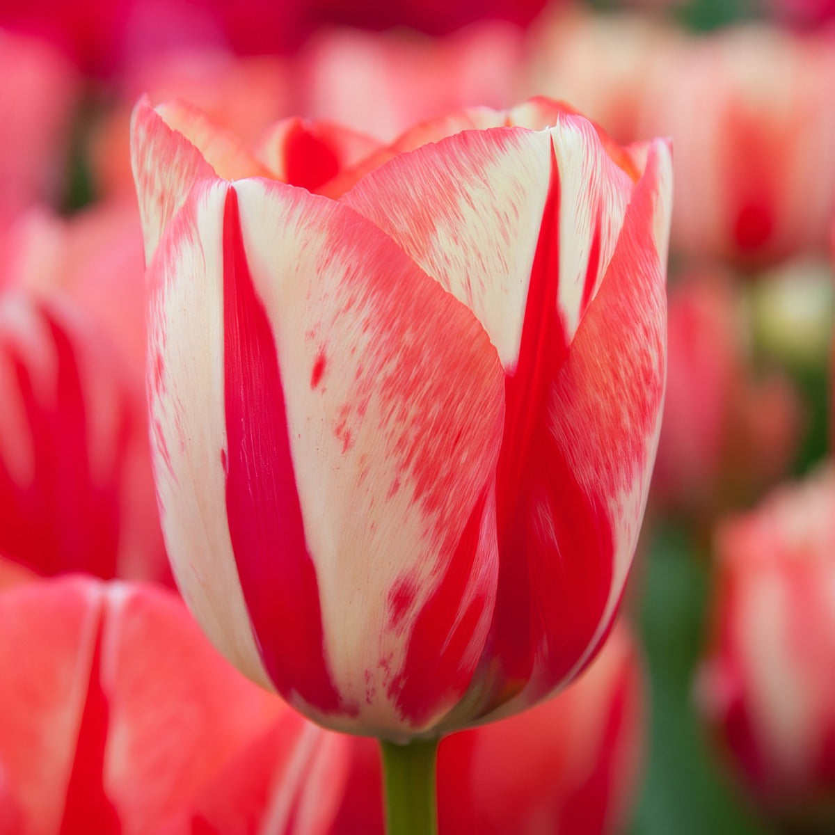 Tulip Spryng Break 4 Pktulsbr 2026 - Garden Express Australia