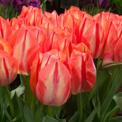 Tulip Spryng Break 5 Pktulsbr 2026 - Garden Express Australia