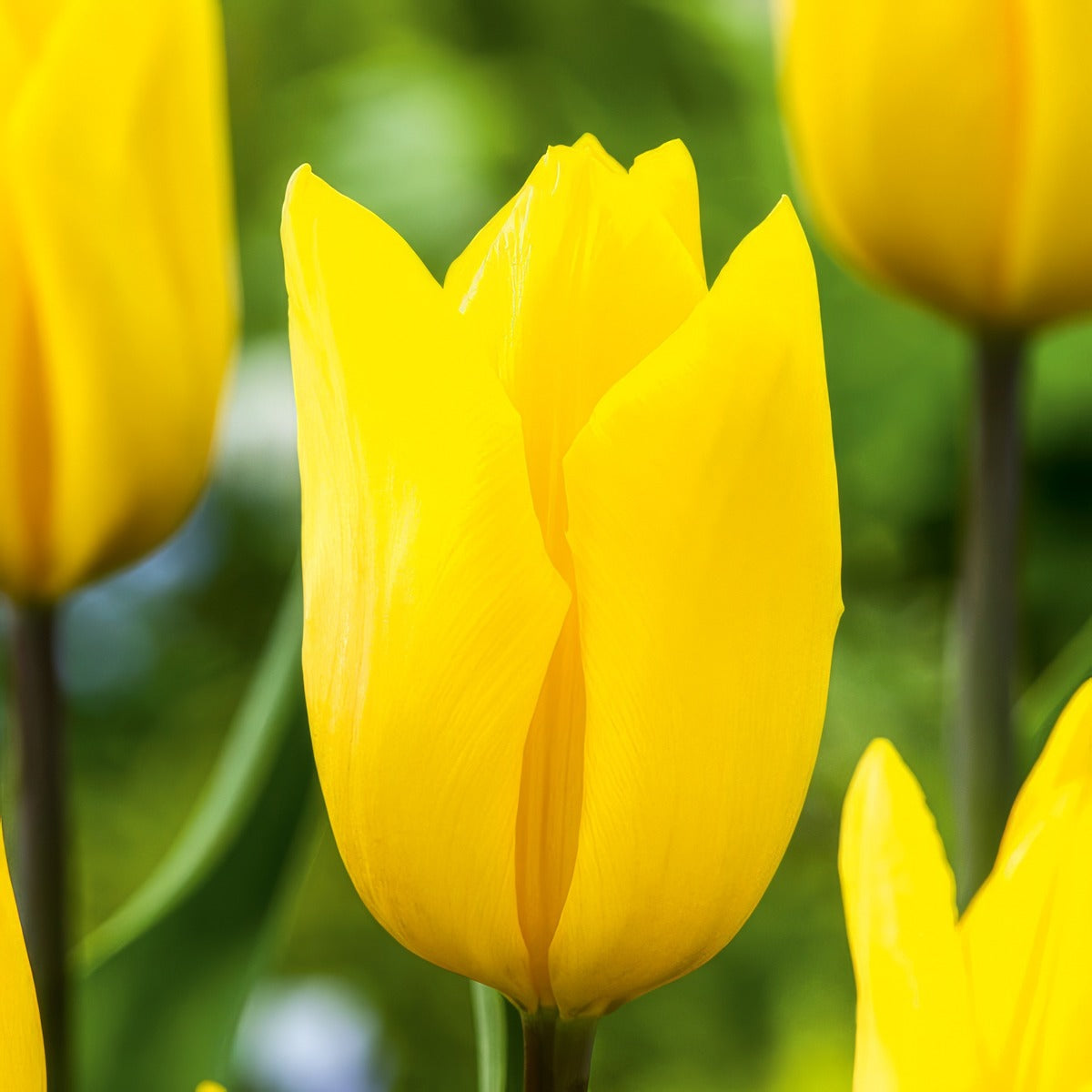 Tulip Strong Gold 3 Pktulsgo 2026 - Garden Express Australia