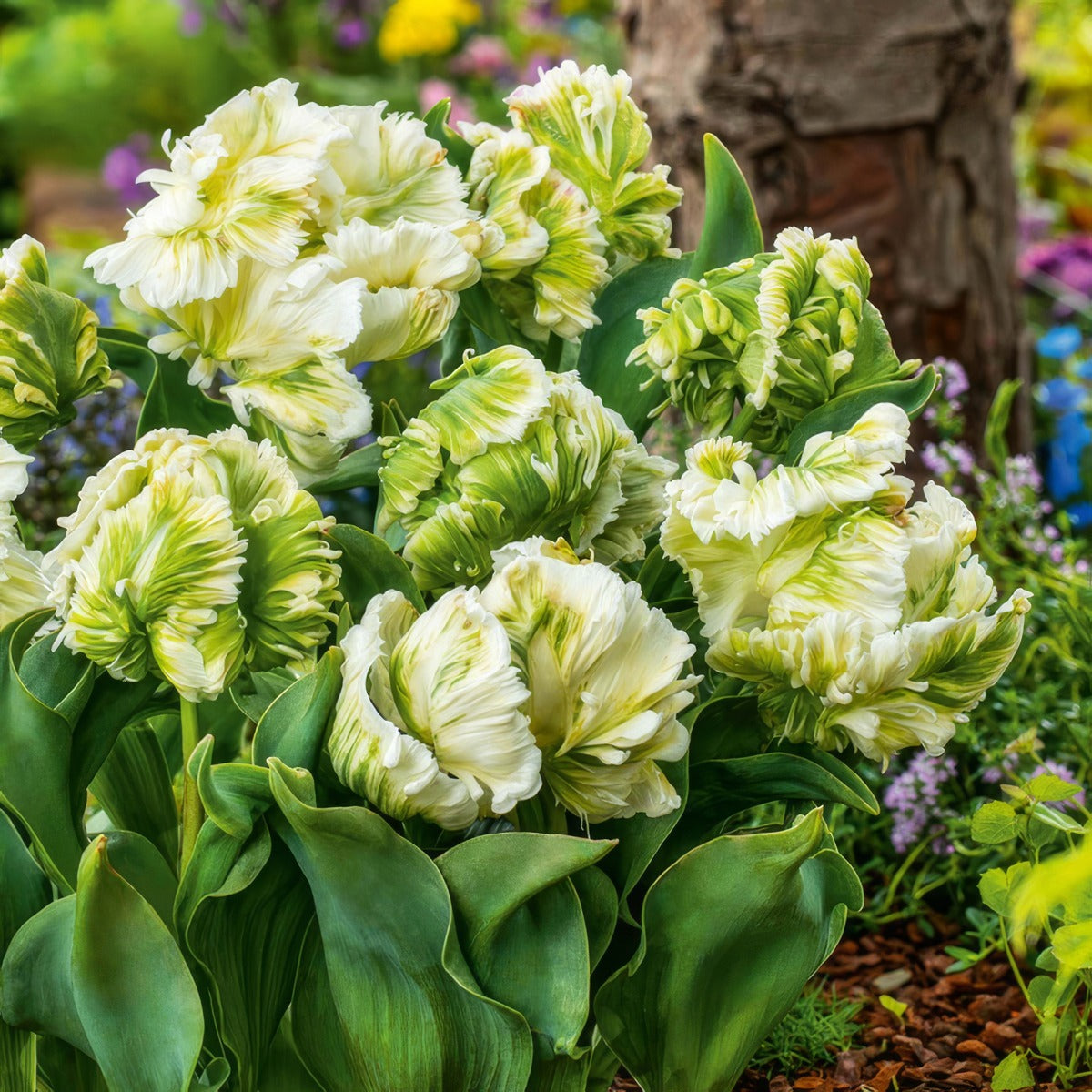 Tulip Super Parrot Pktulspa 2 2026 - Garden Express Australia
