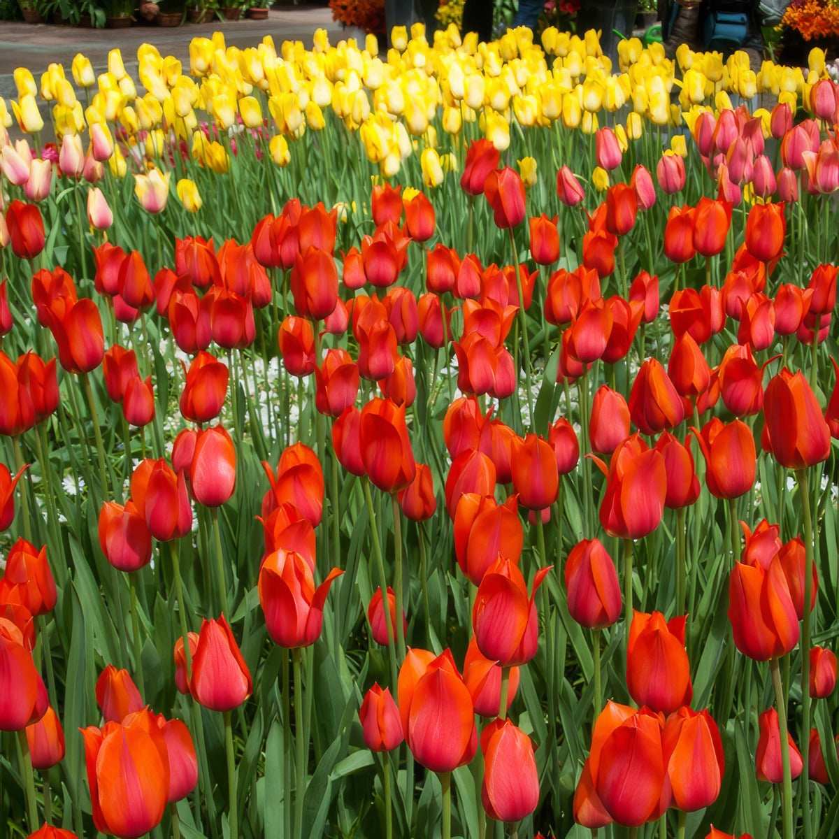 Tulip Temple Favourite 2 Pktultfa 2026 - Garden Express Australia