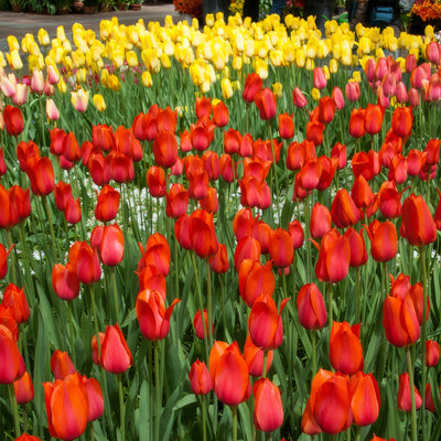 Tulip Temple Favourite 2 Pktultfa 2026 - Garden Express Australia