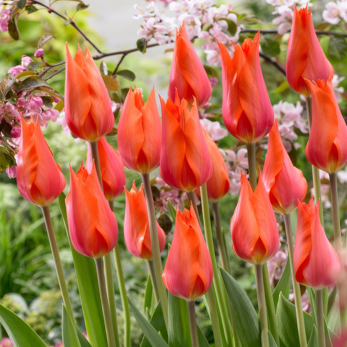 Tulip Temple Favourite 5 Pktultfa 2026 - Garden Express Australia