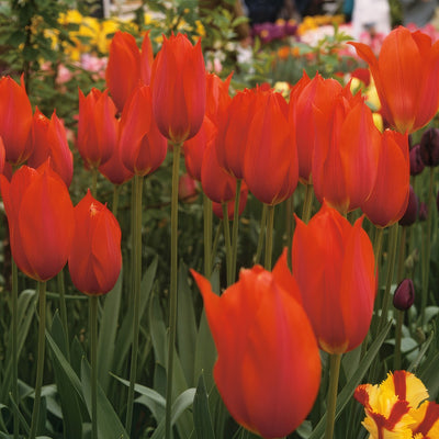 Tulip Temple Favourite Pktultfa - Garden Express Australia