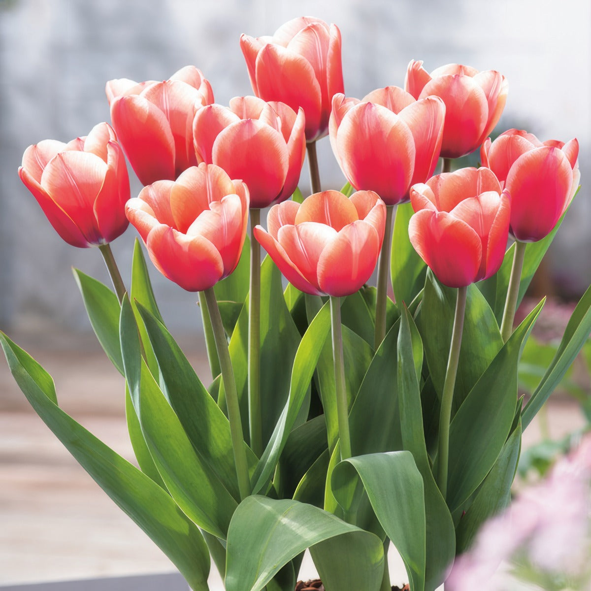 Tulip Timeless 2025 Pktultim - Garden Express Australia