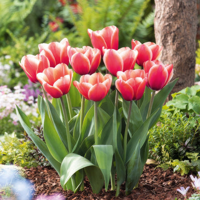 Tulip Timeless 3 Pktultim 2026 - Garden Express Australia