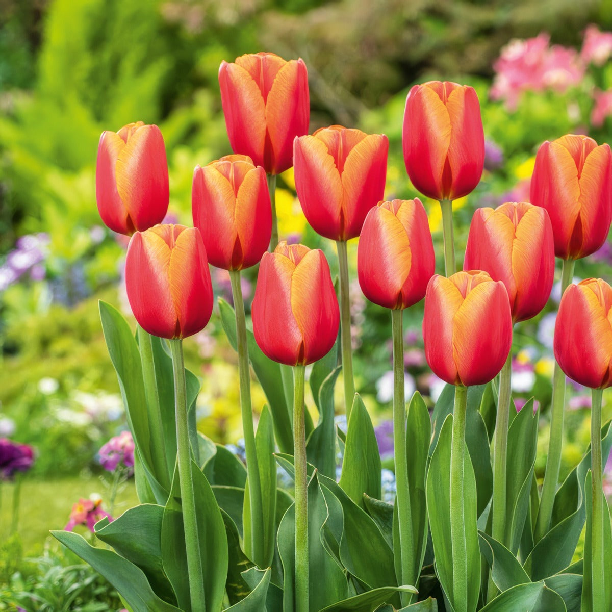 Tulip Time Out 2 Pktultou 2026 - Garden Express Australia