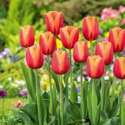 Tulip Time Out 2 Pktultou 2026 - Garden Express Australia