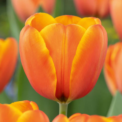 Tulip Triple A 5 Pktultra 2026 - Garden Express Australia