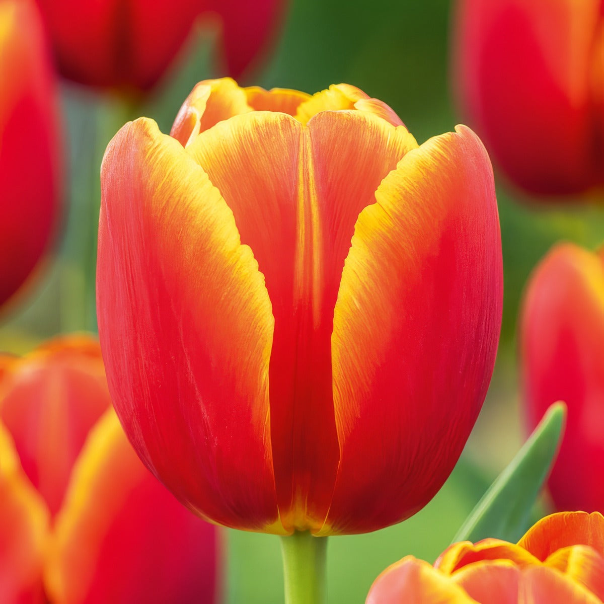 Tulip Verandi 2 Pktulver 2026 - Garden Express Australia