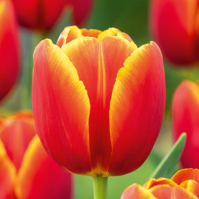 Tulip Verandi 2 Pktulver 2026 - Garden Express Australia