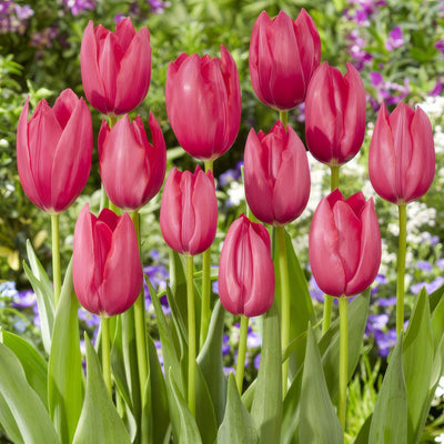 Tulip Yosemite Pktulyos - Garden Express Australia