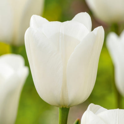 Tulip Royal Virgin 4 Pktulrvi 2026 - Garden Express Australia