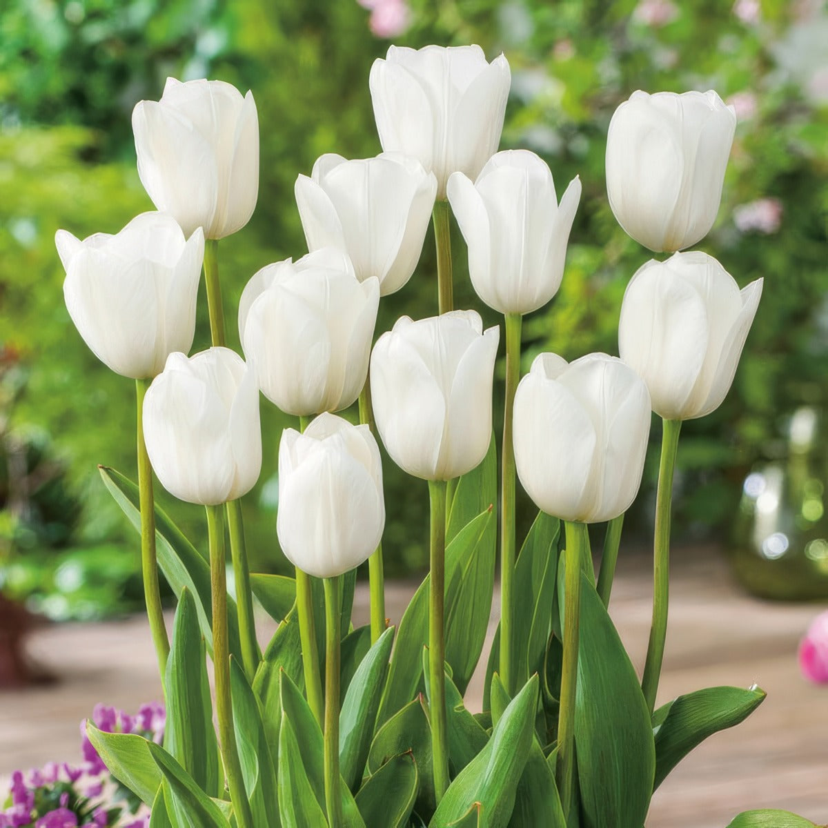 Tulip Royal Virgin Pktulrvi 2022 - Garden Express Australia
