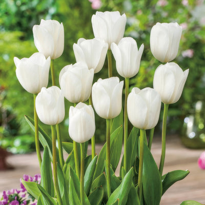 Tulip Royal Virgin Pktulrvi 2022 - Garden Express Australia
