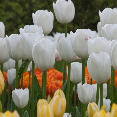 Tulip Royal Virgin Pktulrvi 2026 - Garden Express Australia