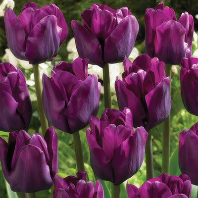Tulip Saigon Pktulsai 2018 - Garden Express Australia
