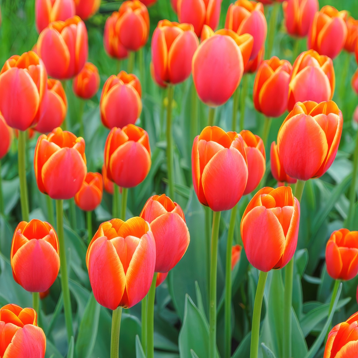 Tulip Verandi 3 Pktulver 2026 - Garden Express Australia