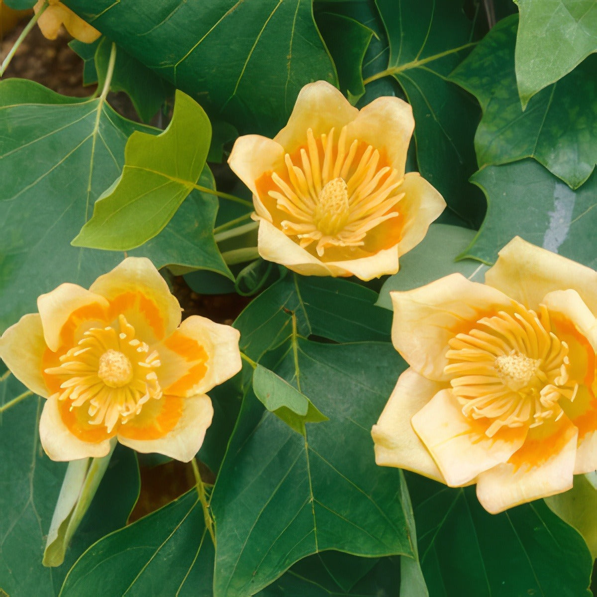 Tulip Tree 16 - Garden Express Australia