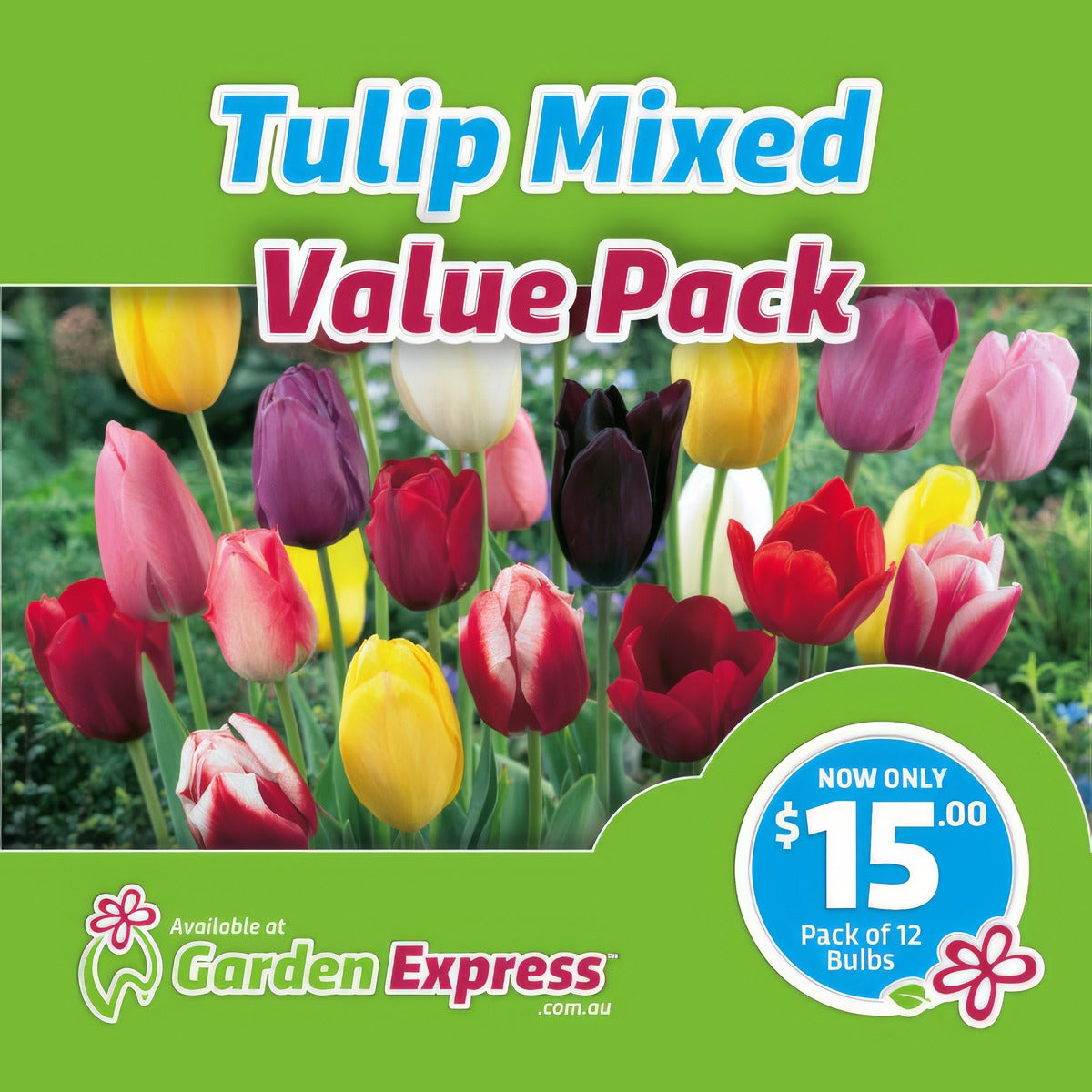 Tulip Value Pack Vptulmxd - Garden Express Australia