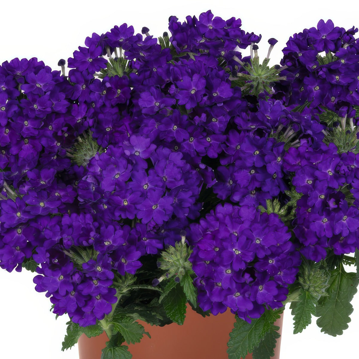 Verbena Lindolena Blue - Garden Express Australia