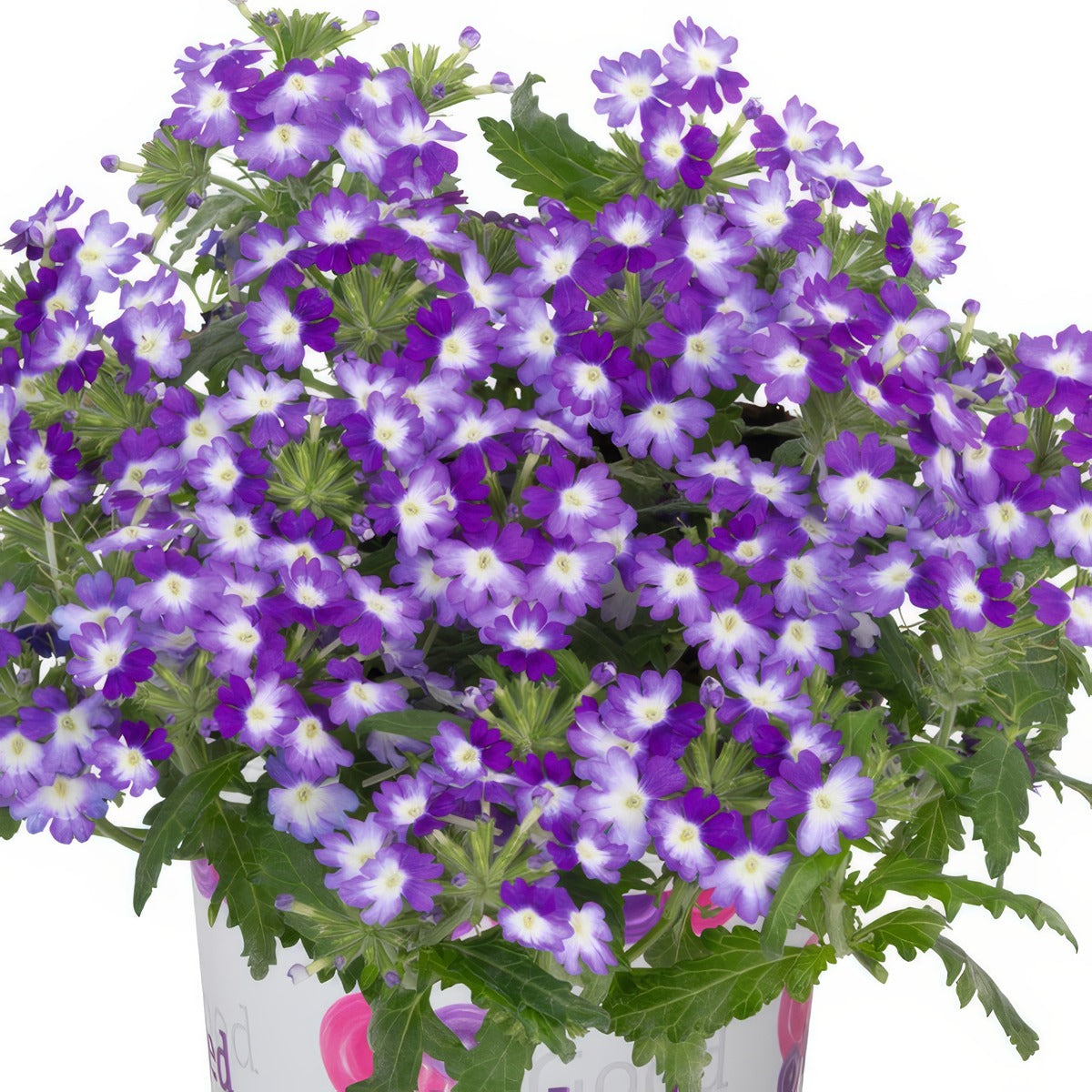 Verbena Wicked Purple - Garden Express Australia