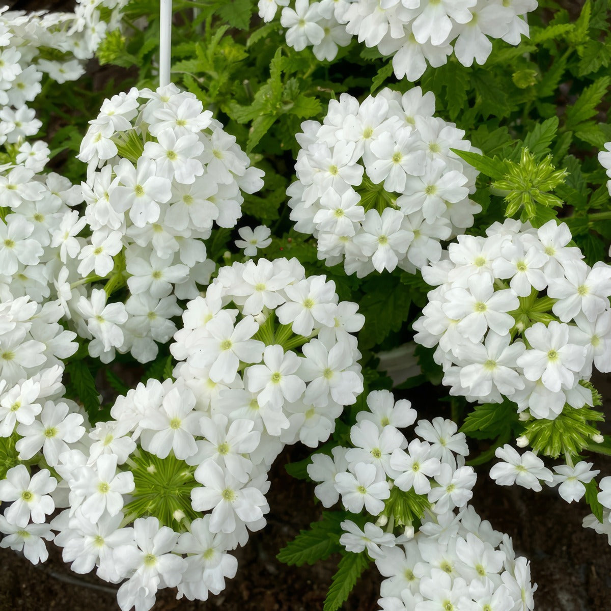 Verbena Vepita White P14vervwh - Garden Express Australia