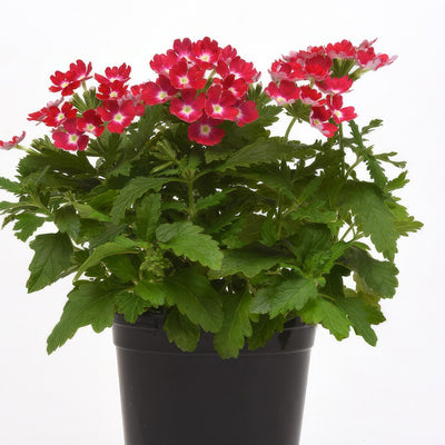 Verbena Cadet Magenta Wink - Garden Express Australia