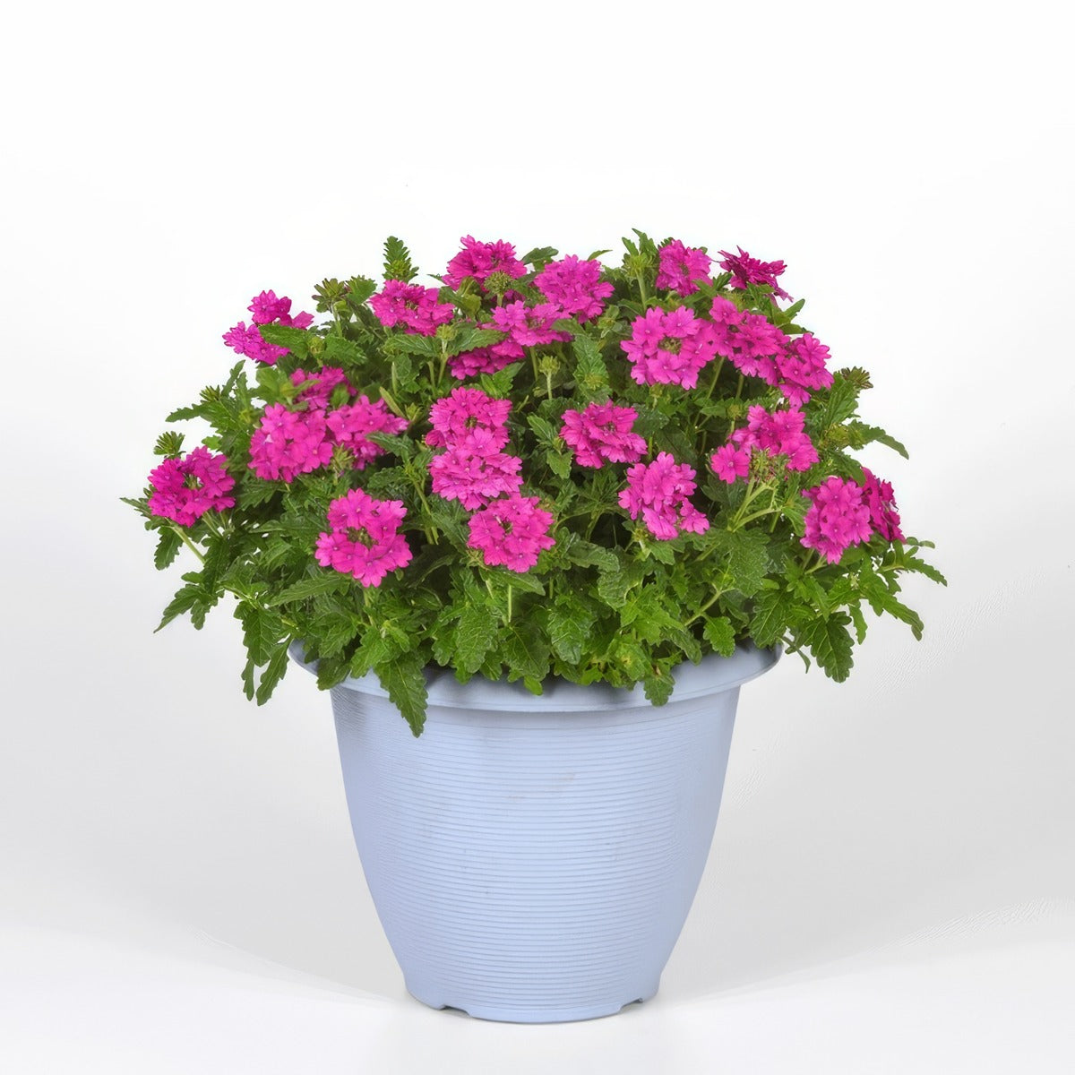 Verbena Cadet Orchid Pink - Garden Express Australia
