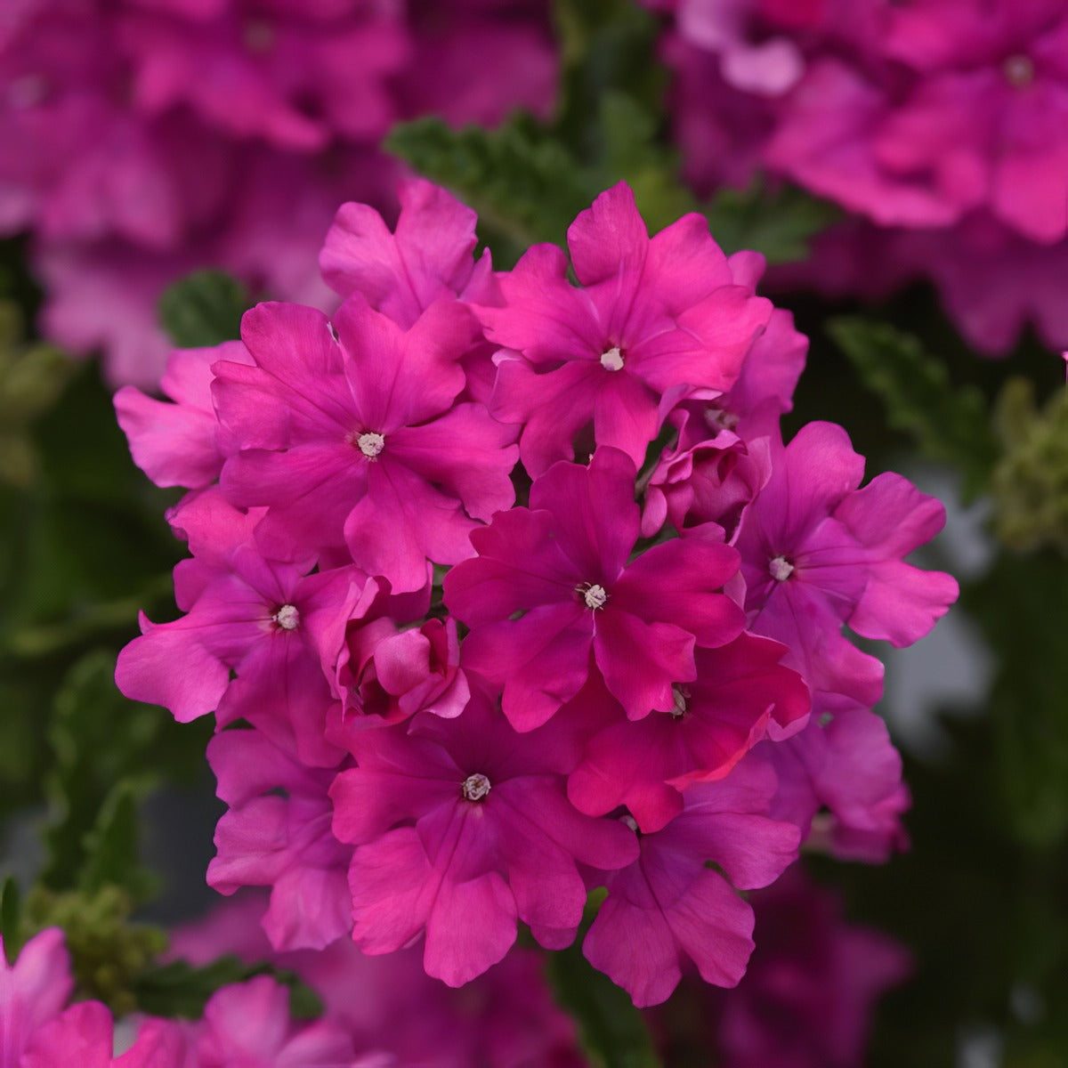 Verbena Cadet Orchid Pink P68vercop - Garden Express Australia
