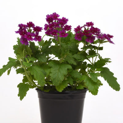 Verbena Cadet Purple - Garden Express Australia
