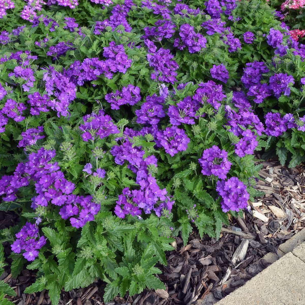 Verbena Cadet Violet Blue P75vercvb - Garden Express Australia